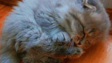 🐾 She Thought It Was Just a Stray Cat… Until It Took Down a Home Invader 😱