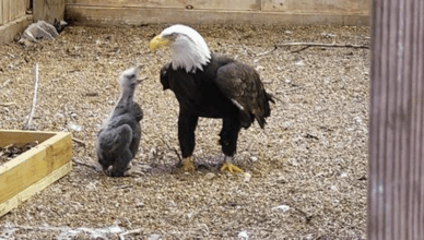 🪨🦅 He Tried to Hatch a Rock… Then Life Gave Him a Real Baby! 🐣💔 Meet Murphy, the Bald Eagle Dad Who Melted the Internet’s Heart