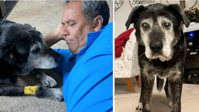 Man Adopts 16-Year-Old Dog, Ensuring His Final Moments Are Filled with Love and Joy! ❤️